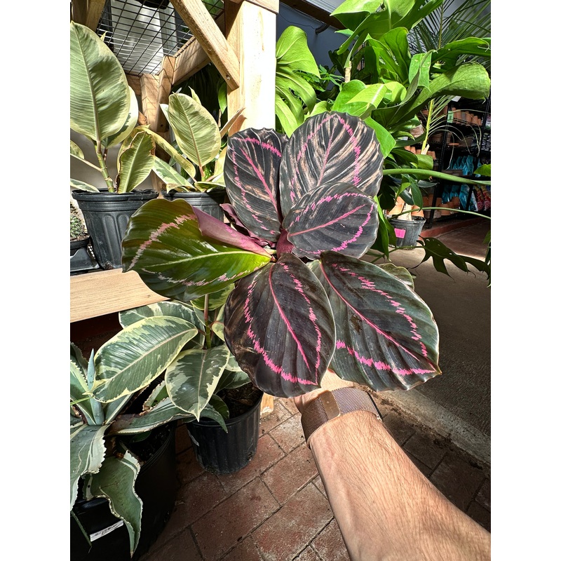 Calathea ‘Dottie’|2.5″ Pot|4″ Pot|6″ Pot