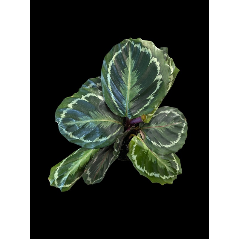 Calathea roseopicta ‘Medallion’