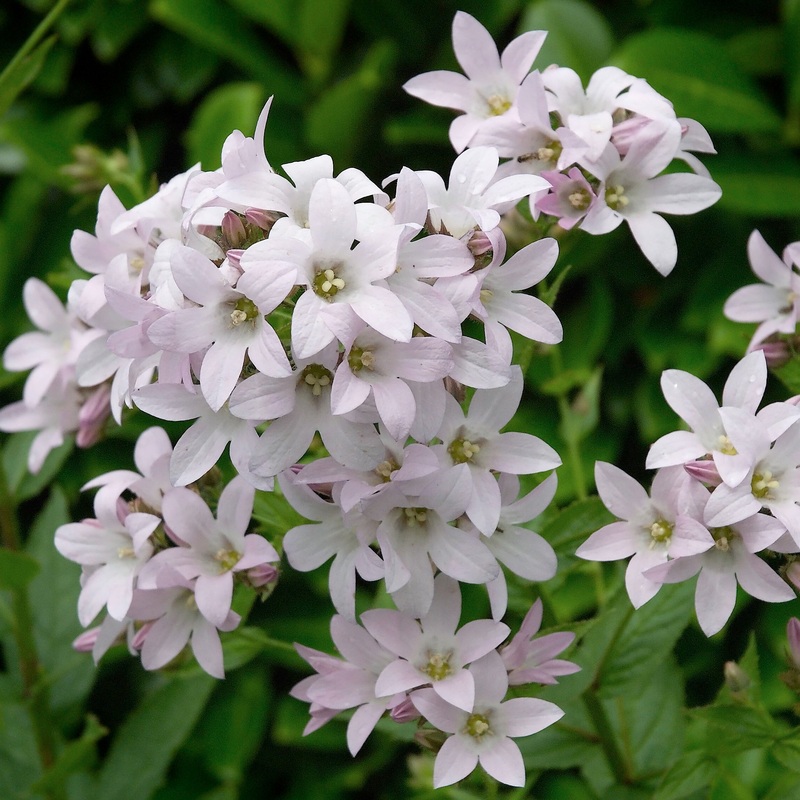 Campanula lactiflora Loddon Anna  AGM