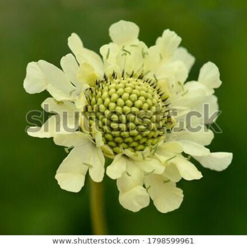Cephalaria gigantea