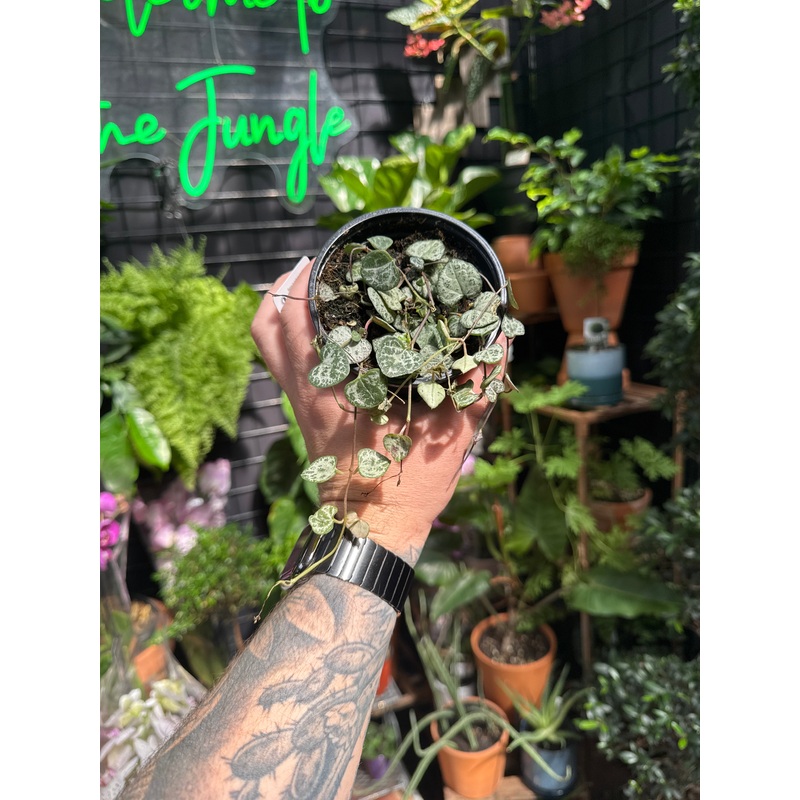 Ceropegia woodii String of Hearts