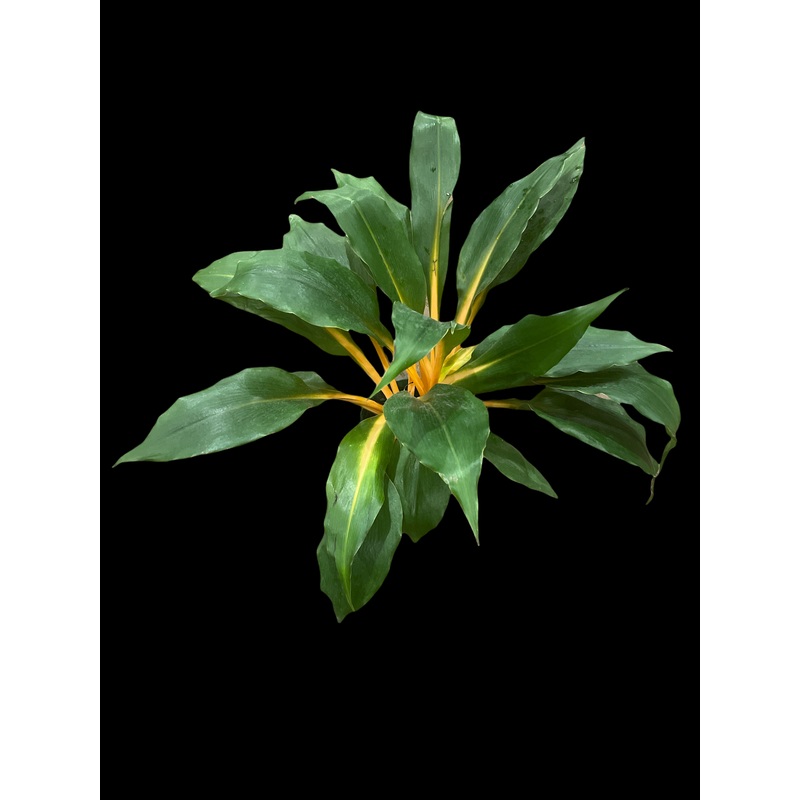 Chlorophytum ‘Mandarin Spider Plant’