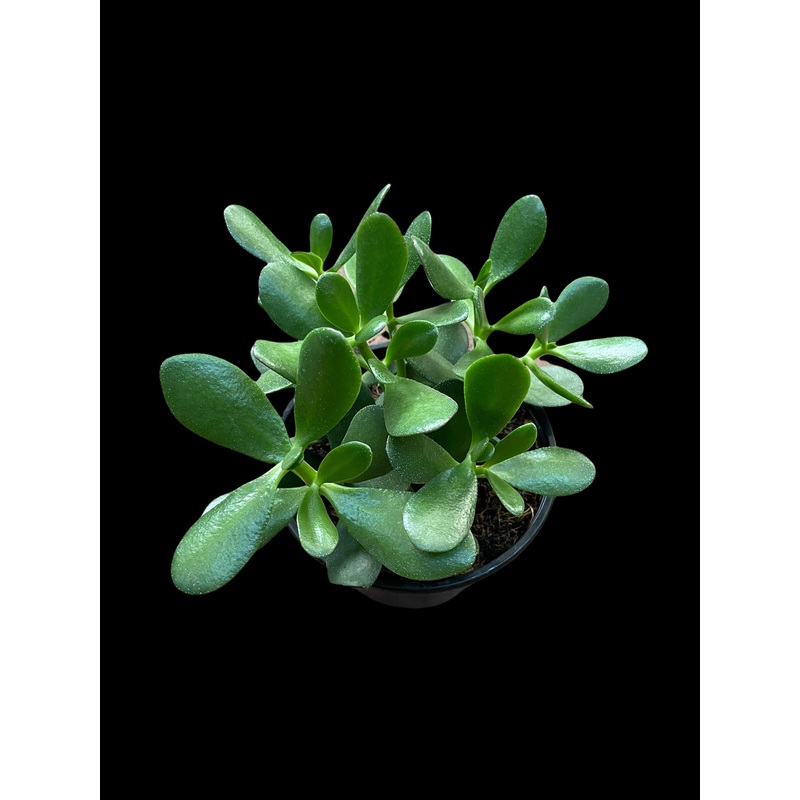 Crassula Ovata ‘Jade Tree’|4″ Pot|6″ Pot