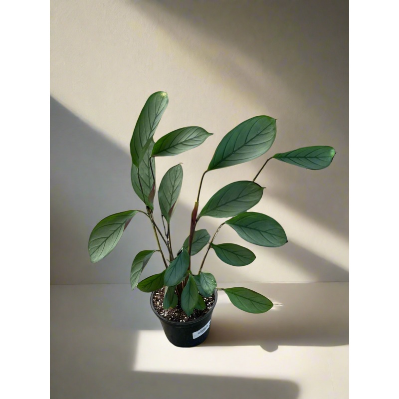 Ctenanthe setosa ‘Grey Star’ (Calathea)