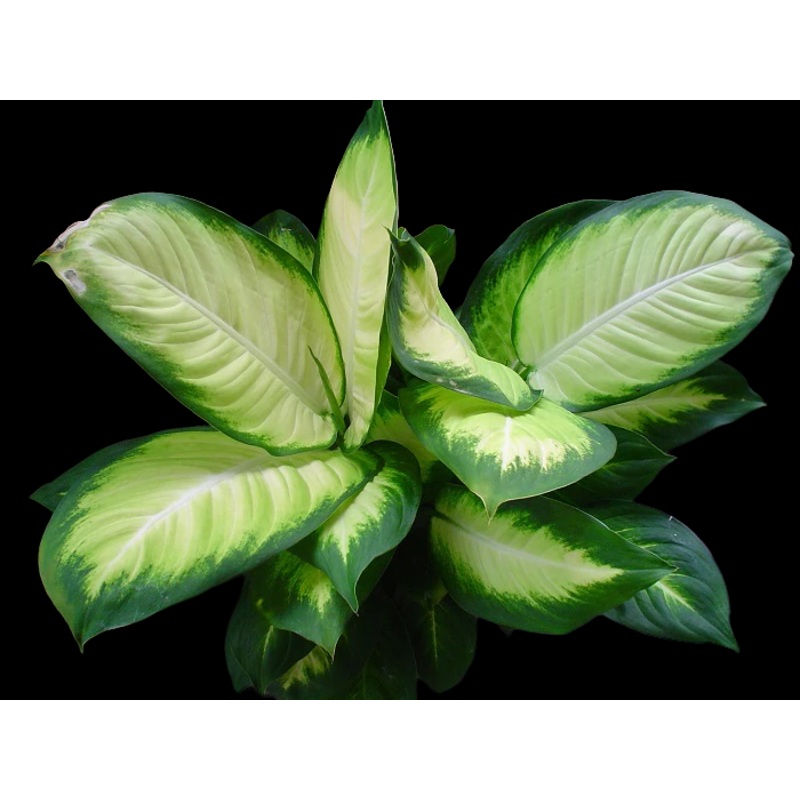 Dieffenbachia Tropic Marianne|4″ Pot|6″ Pot