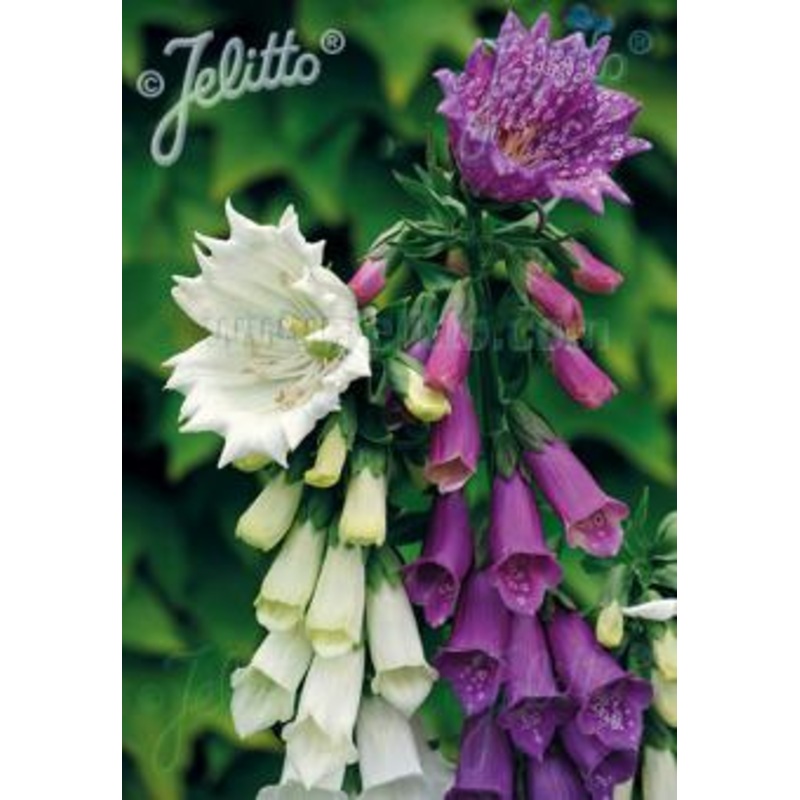 Digitalis purpurea Monstrosa