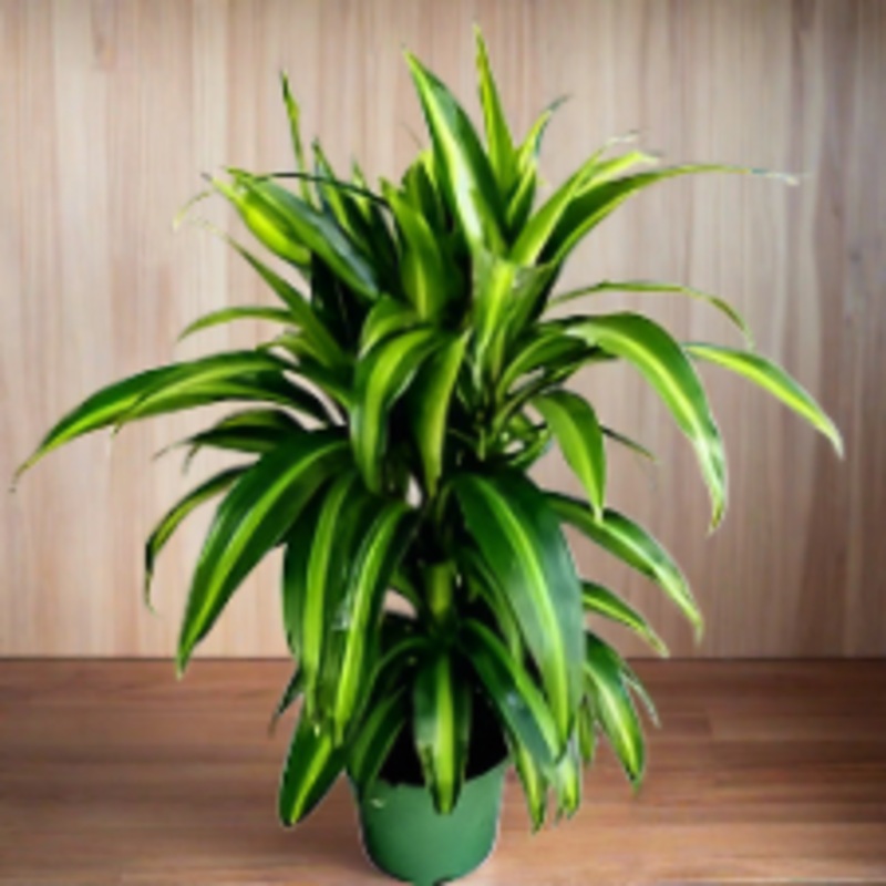 Dracaena ‘Hawaiian Sunshine’|6″ Pot