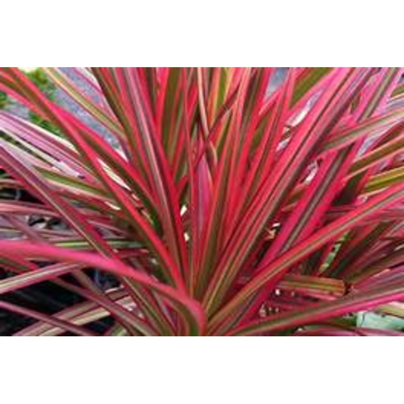 Dracaena Marginata ‘Colorama’|4″ Pot|6″ Pot