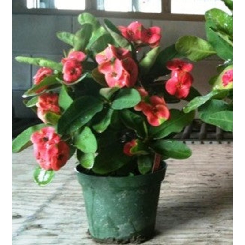Euphorbia millii ‘Crown of Thorns’