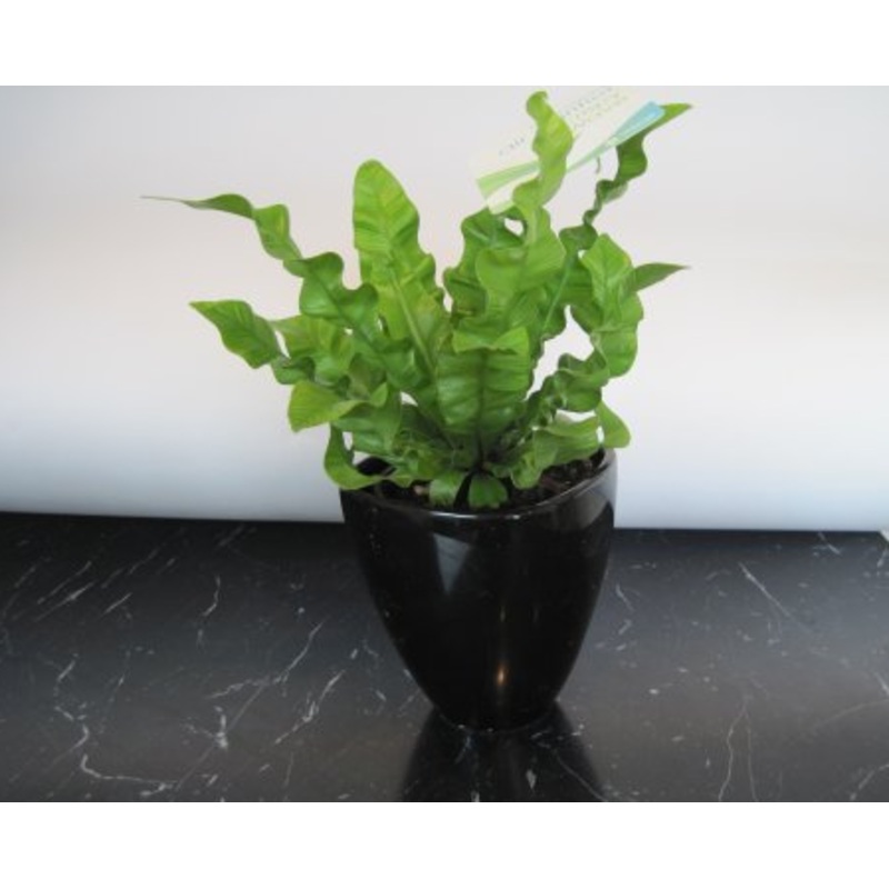 Fern – Crispy Wave|2.5″ Self-Watering Pot|4″ Pot|6″