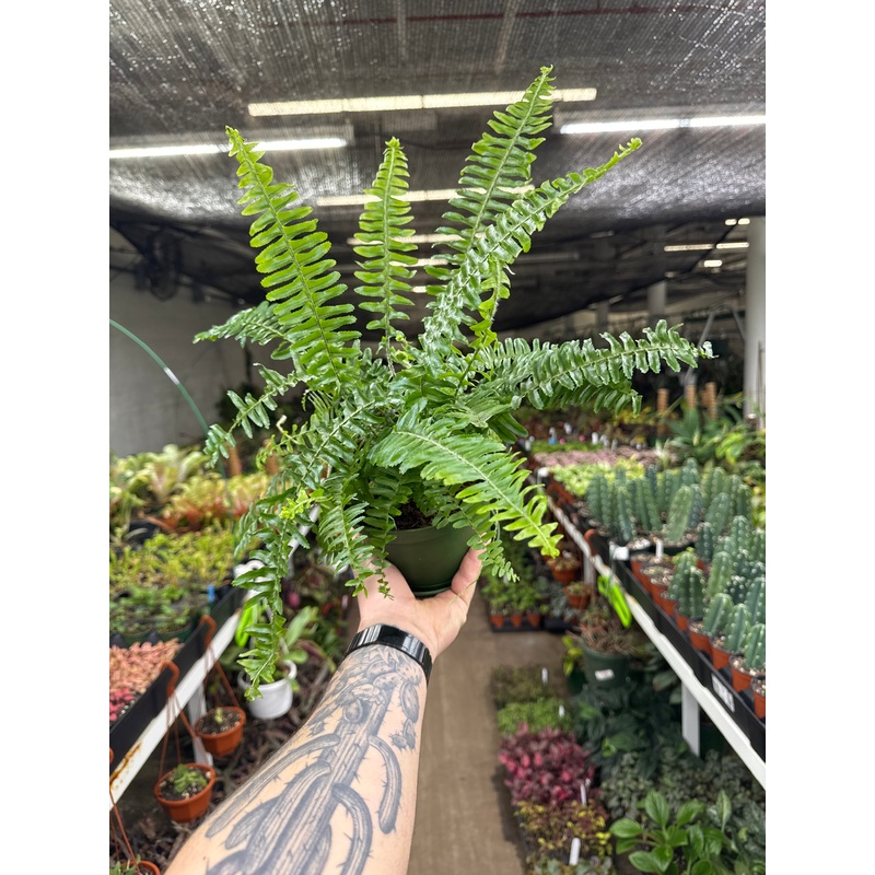 Fern – Kimberly Queen|4″ Pot|6″ Pot|6″ Hanging Basket