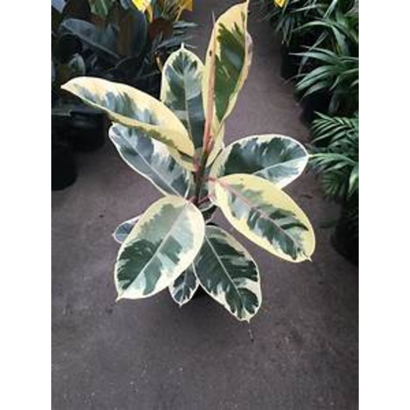 Ficus Elastica – Tineke|4″ Pot|6″ Pot
