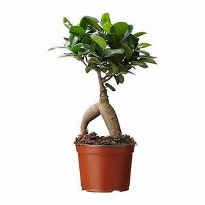 Ficus Microcarpa (Ginseng)|4″  Pot|6″  Pot|6″ Low Bowl Bonsai