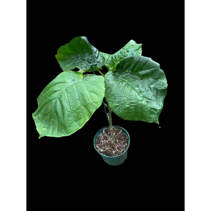 Ficus Umbellata|4″ Pot