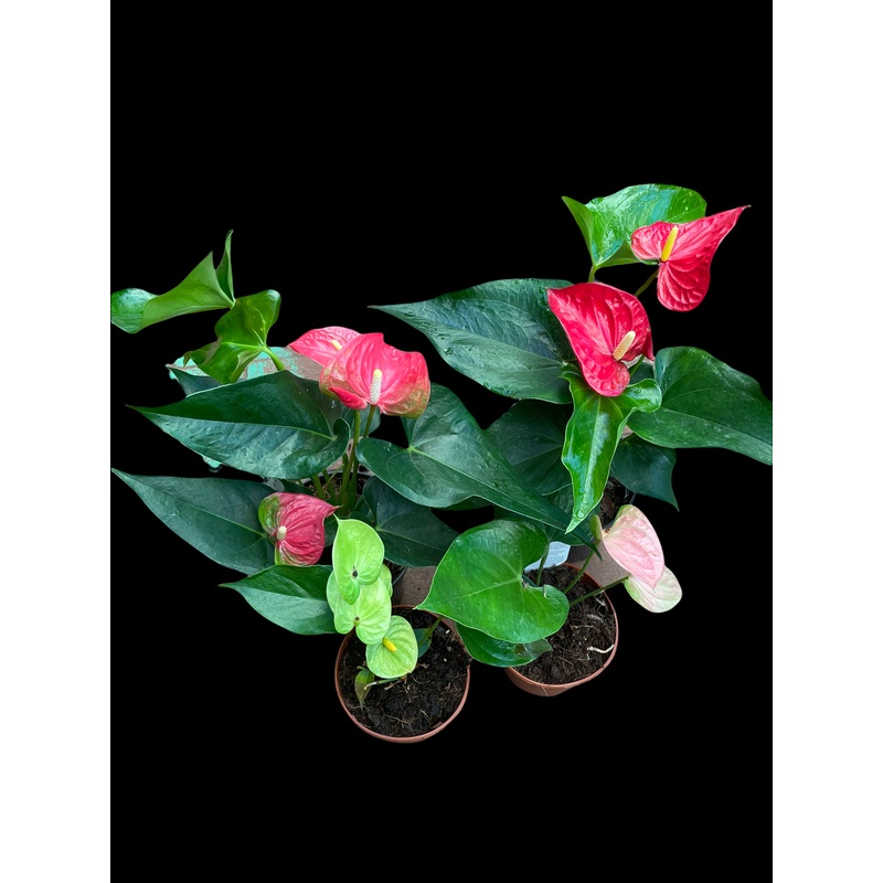 Flowering (Dutch) Anthurium|4″ Pot|5″ Pot|5″ Ceramic Pot|6″ Pot