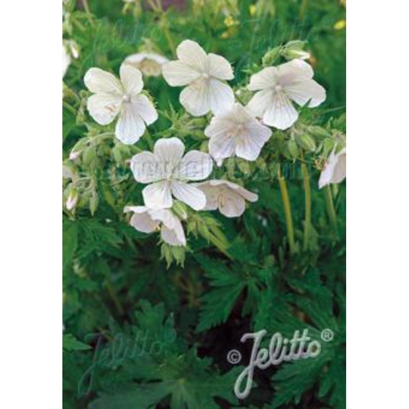 Geranium pratense albiflorum