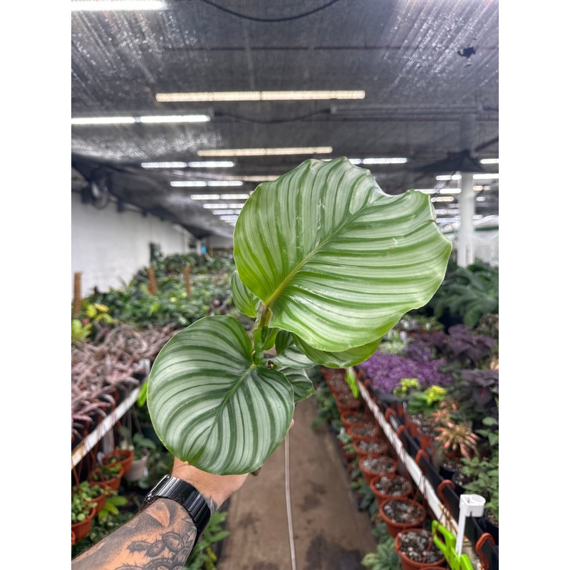 Goepperita orbifolia (Calathea)