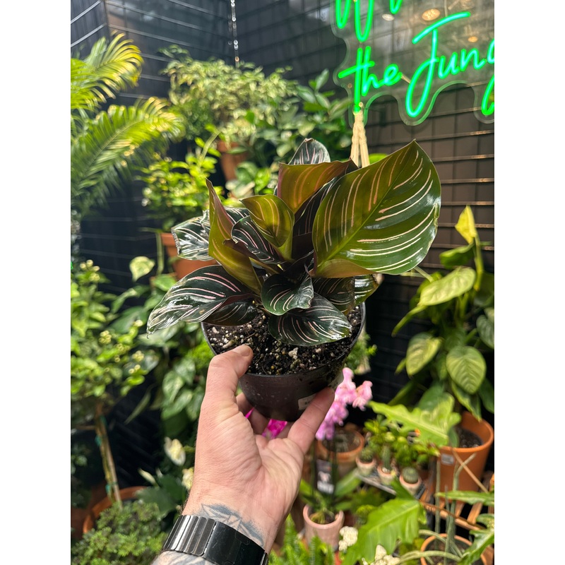 Goepperita ornata ‘Pinstripe’ (Calathea)