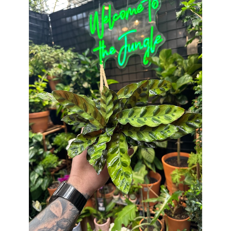 Goeppertia insignis (Rattlesnake Calathea)