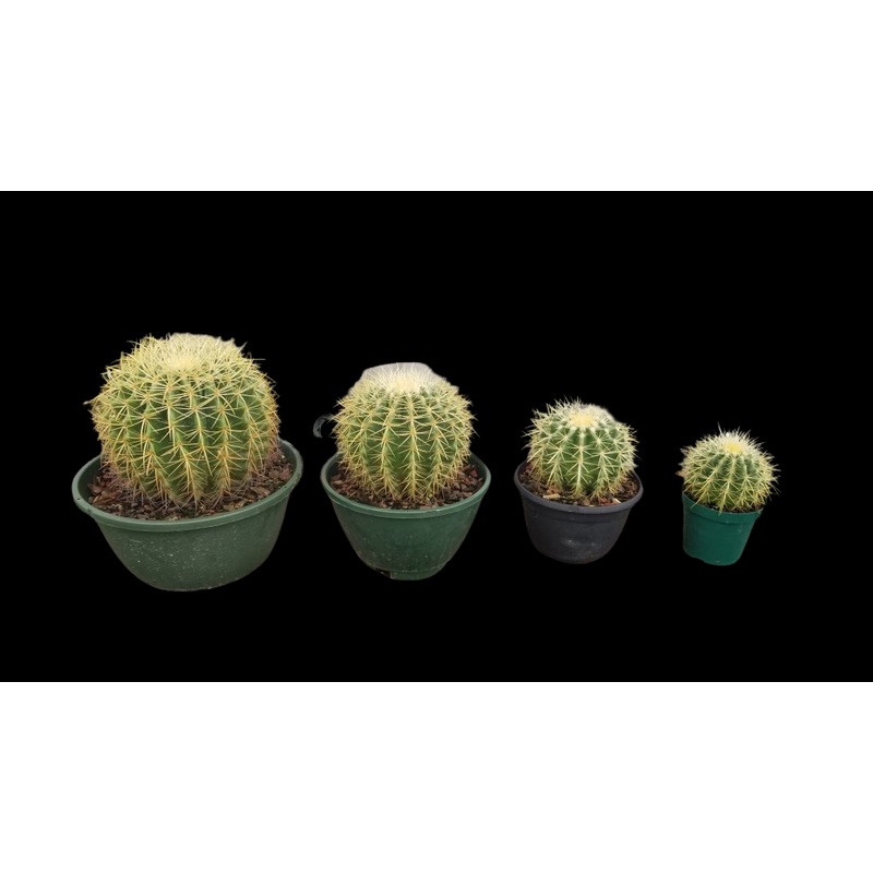 Golden Barrel Cactus|4″ Pot|6″ Pot|6″ Terra Cotta|12″ Pot|8″ Pot