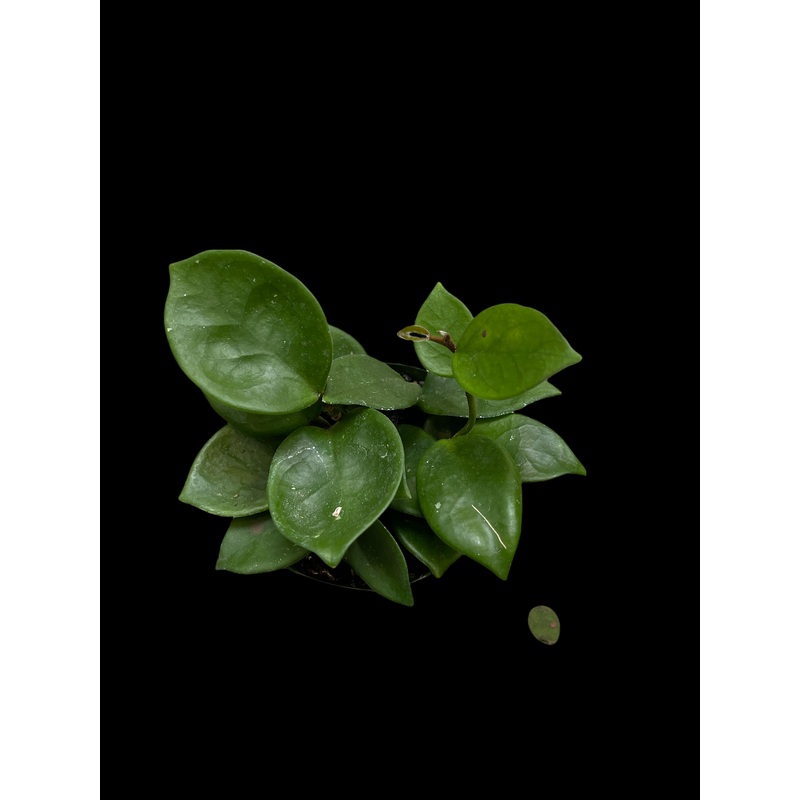 Hoya Carnosa ‘Chelsea’|4″ Pot|6″ Pot|8″ Hanging Basket