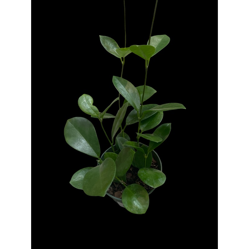 Hoya Carnosa ‘Jade’|4″ Pot|6″ Pot