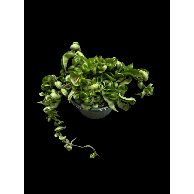 Hoya compacta ‘Hindu Rope’|2.5″ Pot|4″ Pot|6″ Pot