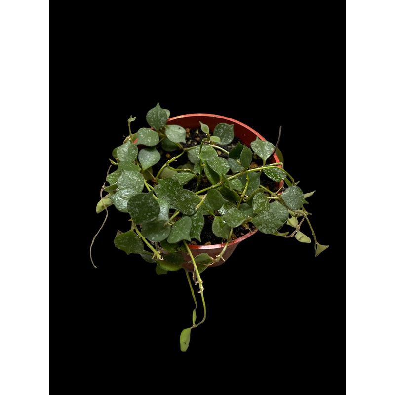 Hoya Curtisii|2.5″ Pot|4″ Pot|4″ Hanging Basket|6″ Pot