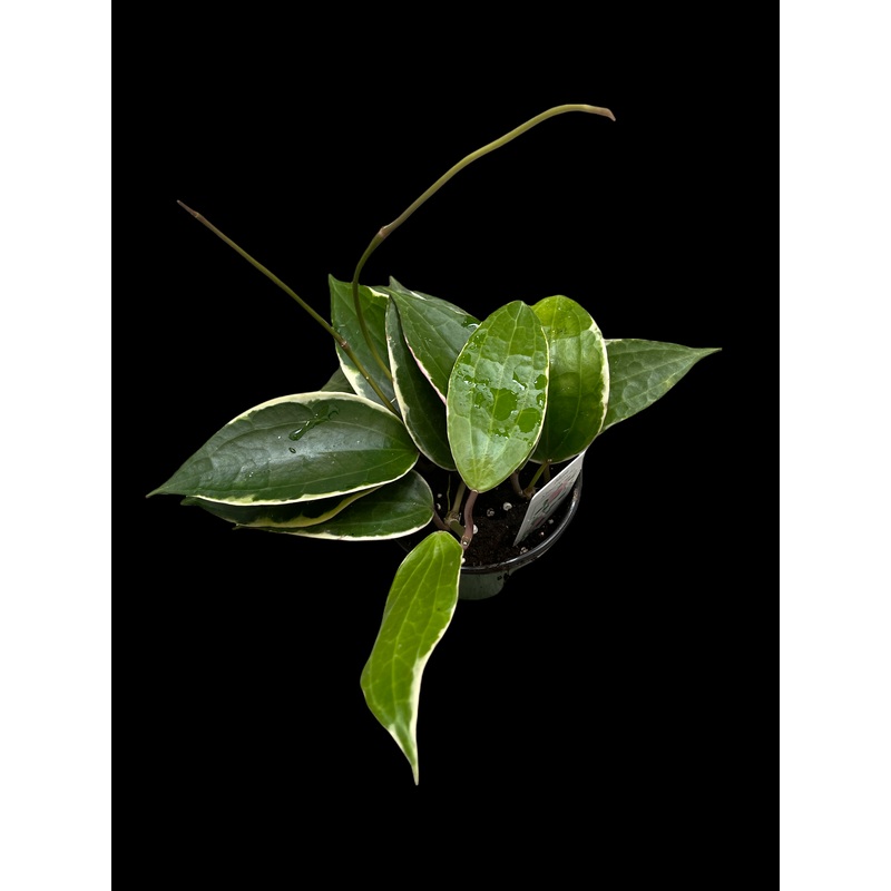 Hoya Macrophylla variegata|4″ Pot|6″ Pot|6″ Hanging Basket