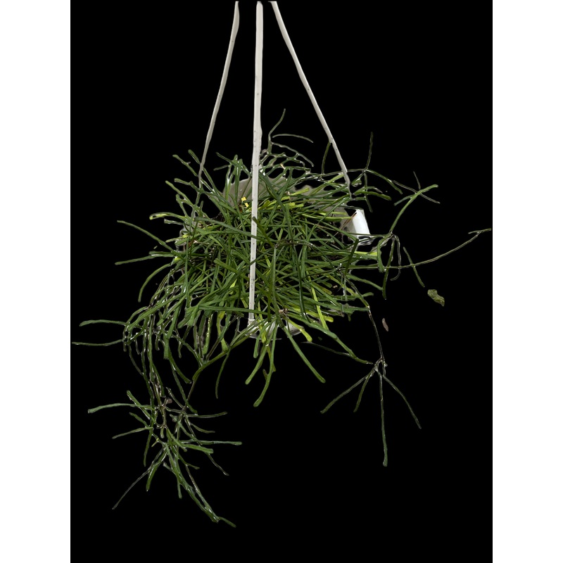 Hoya Retusa|4″ Pot|5″ Hanging Basket|6″ Pot|6″ Hanging Basket