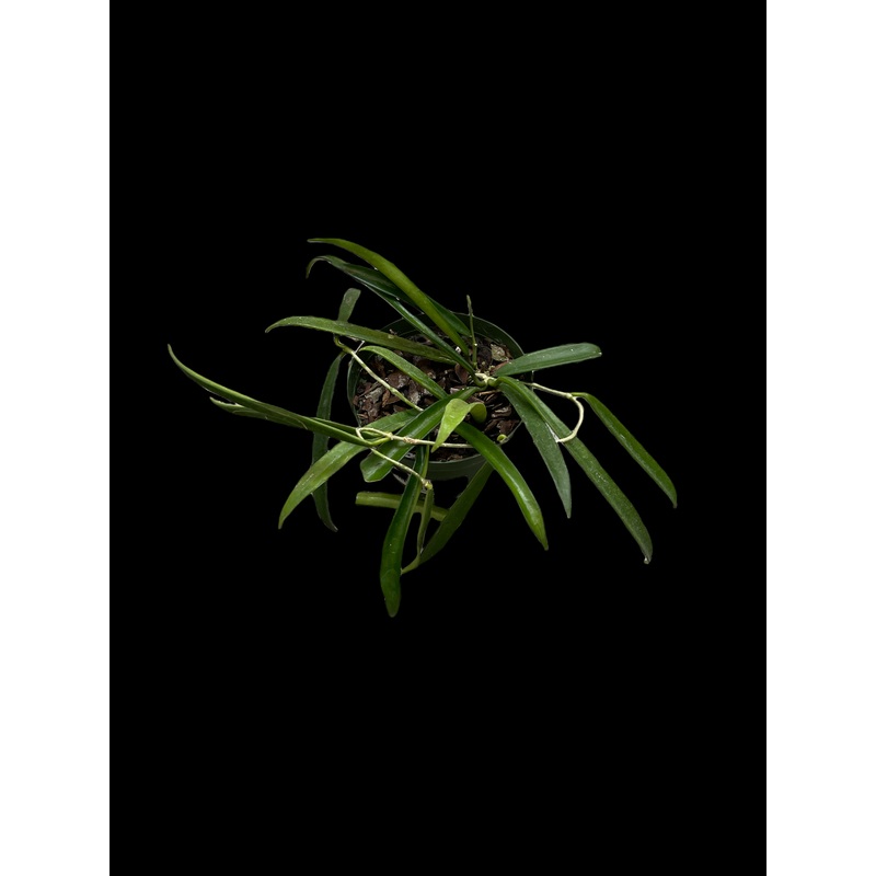 Hoya Wyetti|4″ Pot|6″ Pot|6″ Hanging Basket