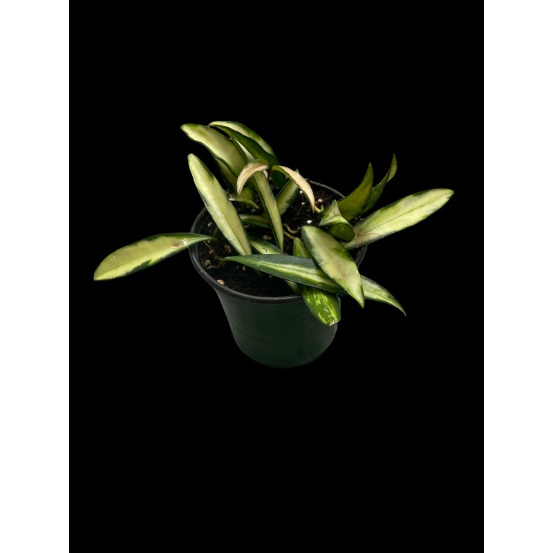 Hoya Wyetti Variegata|4″ Pot|4.5″ Hanging Basket|6″ Pot|6″ Hanging Basket|8″ Hanging Basket