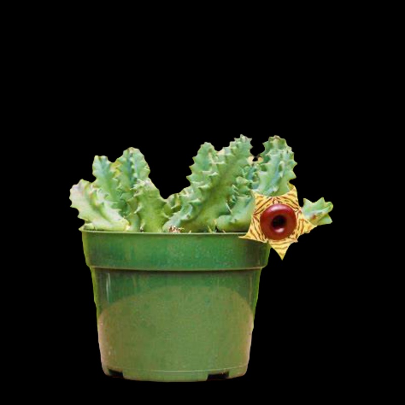Huernia Zebrina ‘Life Saver Plant’