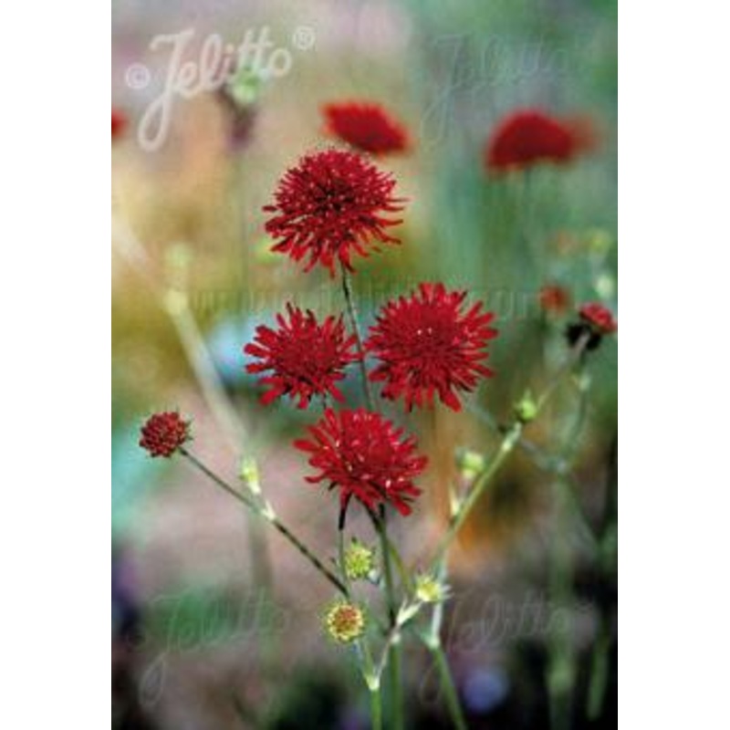 Knautia macedonica Red Knight