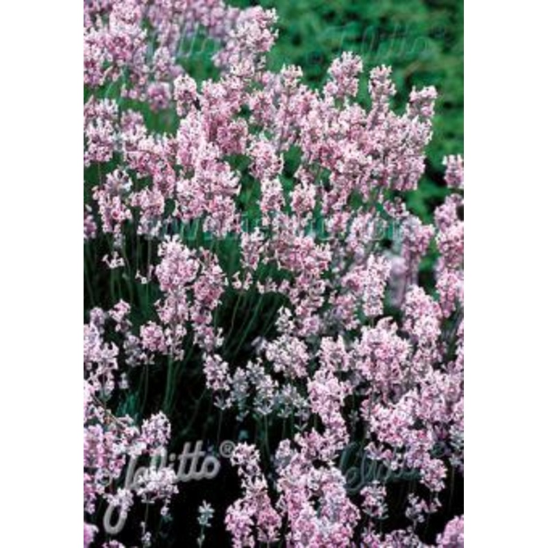 Lavandula angustifolia Rosea