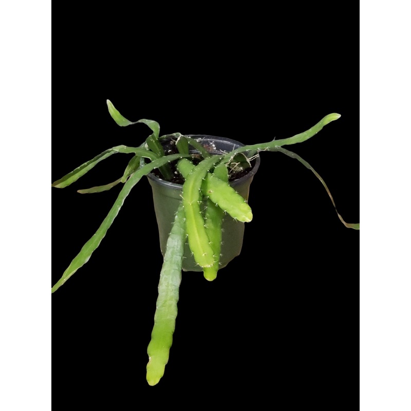 Lepismium cruciforme|4″ Pot|6.5″ Hanging Basket