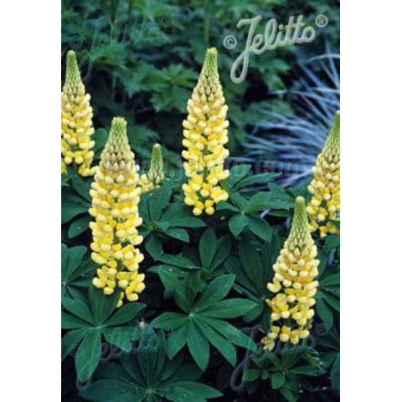 Lupinus  Chandelier