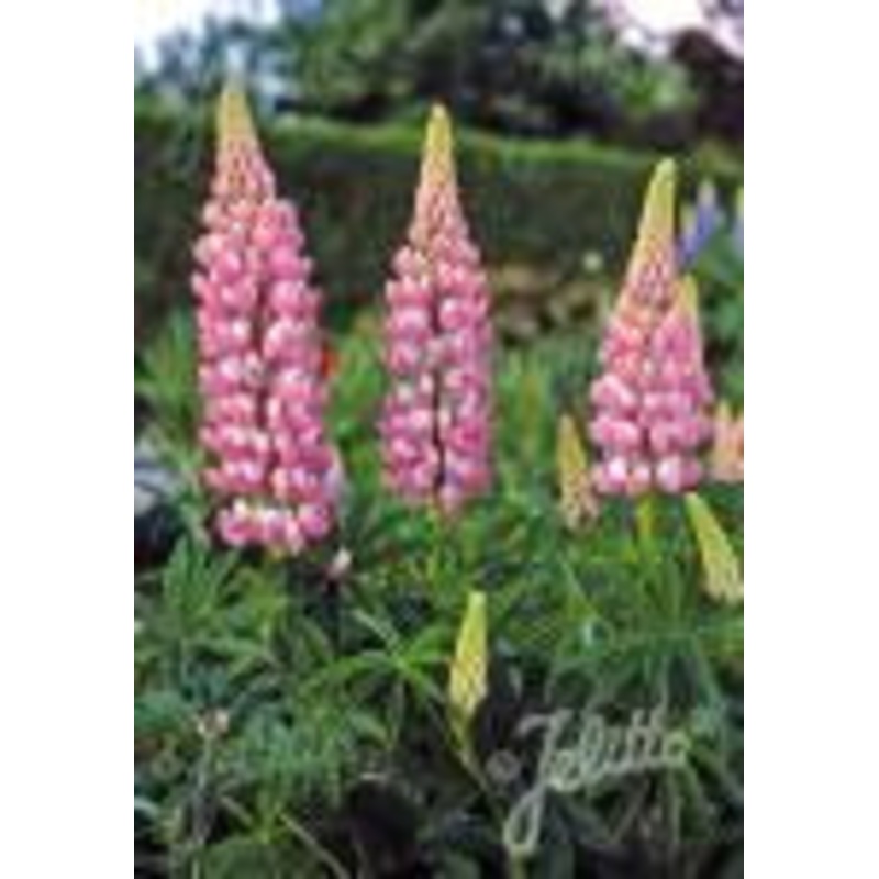 Lupinus The Chatelaine