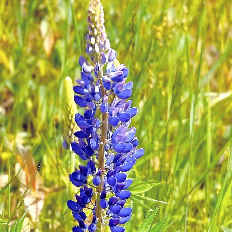 Lupinus The Govenor