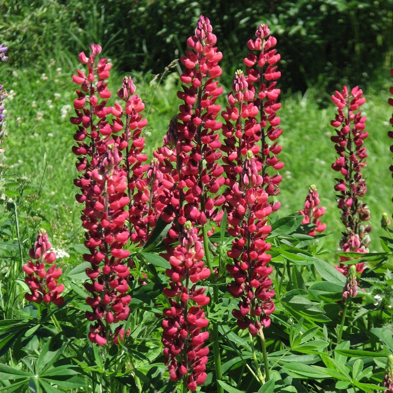Lupinus The Pages
