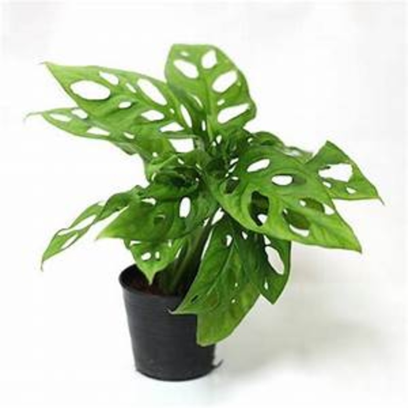 Monstera Adansonii|4″ Pot|6″ Pot|6 Hanging Basket