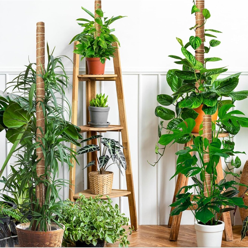 Moss Pole for Plants