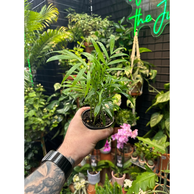Neanthe Bella (Parlour Palm)|4″ Pot|6″ Pot