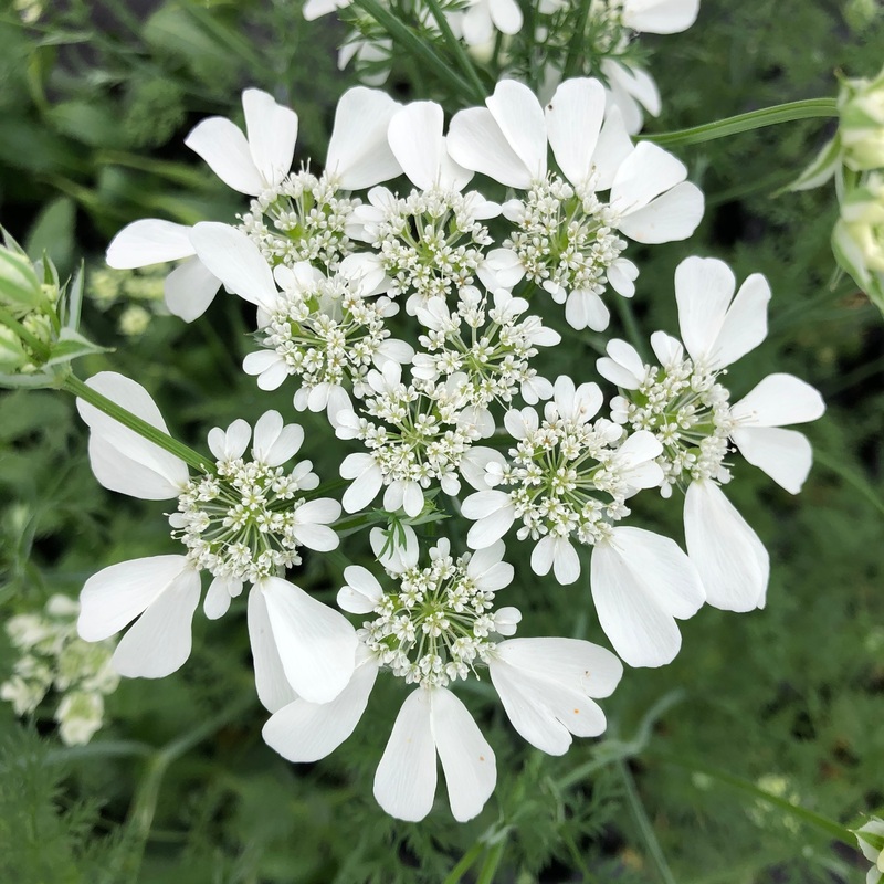 Orlaya grandiflora