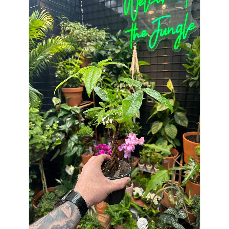 Pachira Aquatica – Money Tree|4″ Pot Stump|4″ Pot – Braid|4″ Pot “Serpent”|6″ Pot – Stump|6″ Pot – Braid|6” Pot – Harley Braid