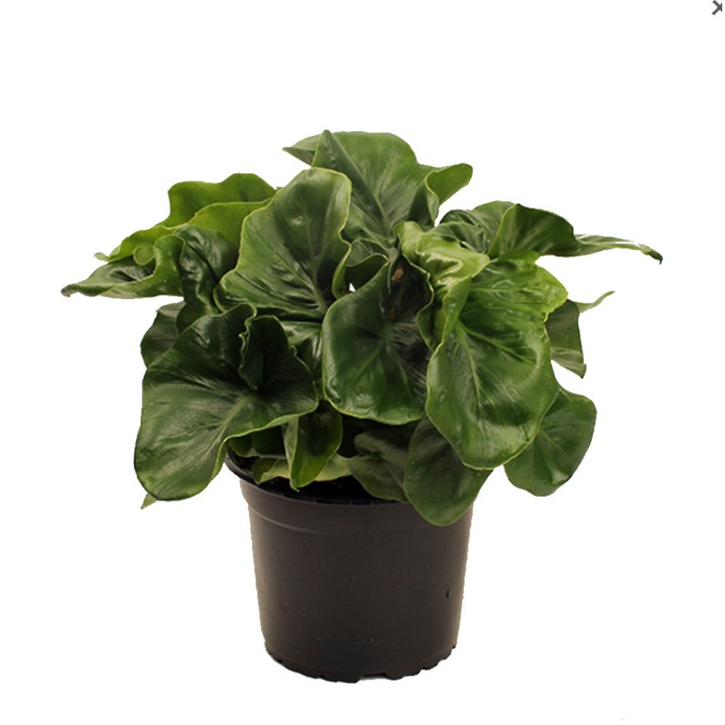 Philodendron ‘Atom’|4″ Pot