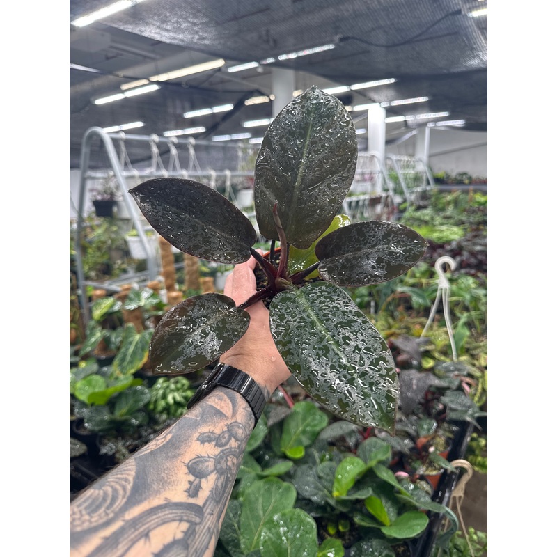 Philodendron ‘Black Cardinal’|4″ Pot|6″ Pot