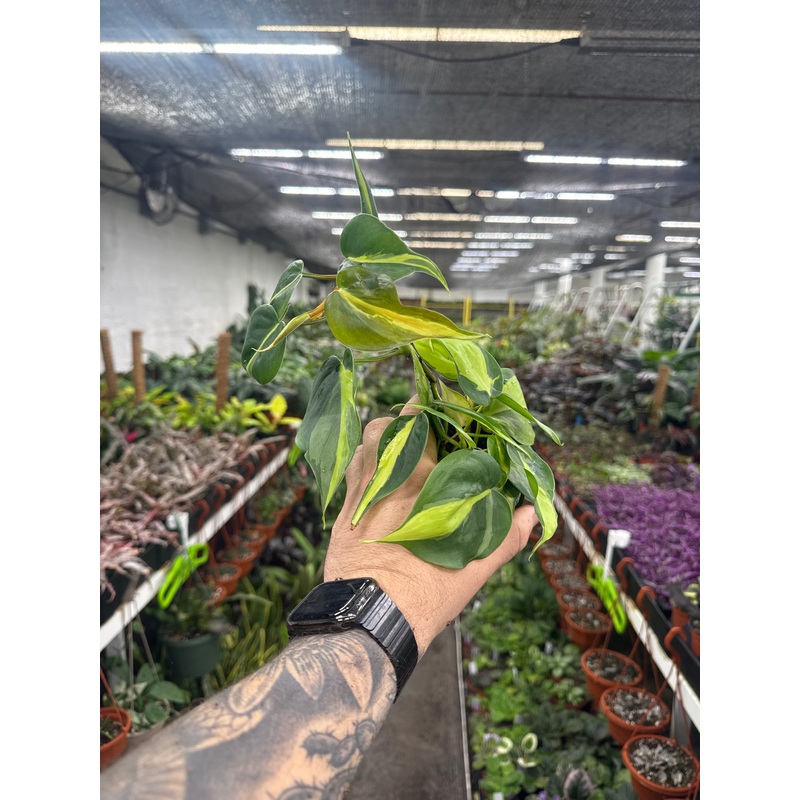 Philodendron Brasil|4″ Pot|5′ Hanging Basket|6″ Pot|6″ Hanging Basket