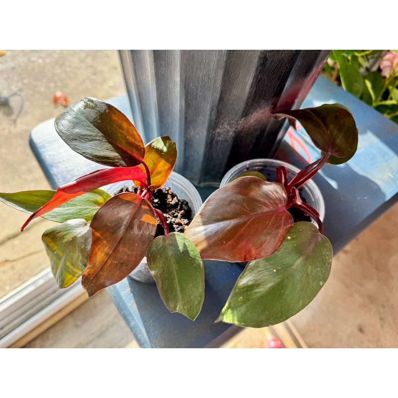 Philodendron BurgundyPrincess 4 Plant (Philodendron erubescens Burgundy)