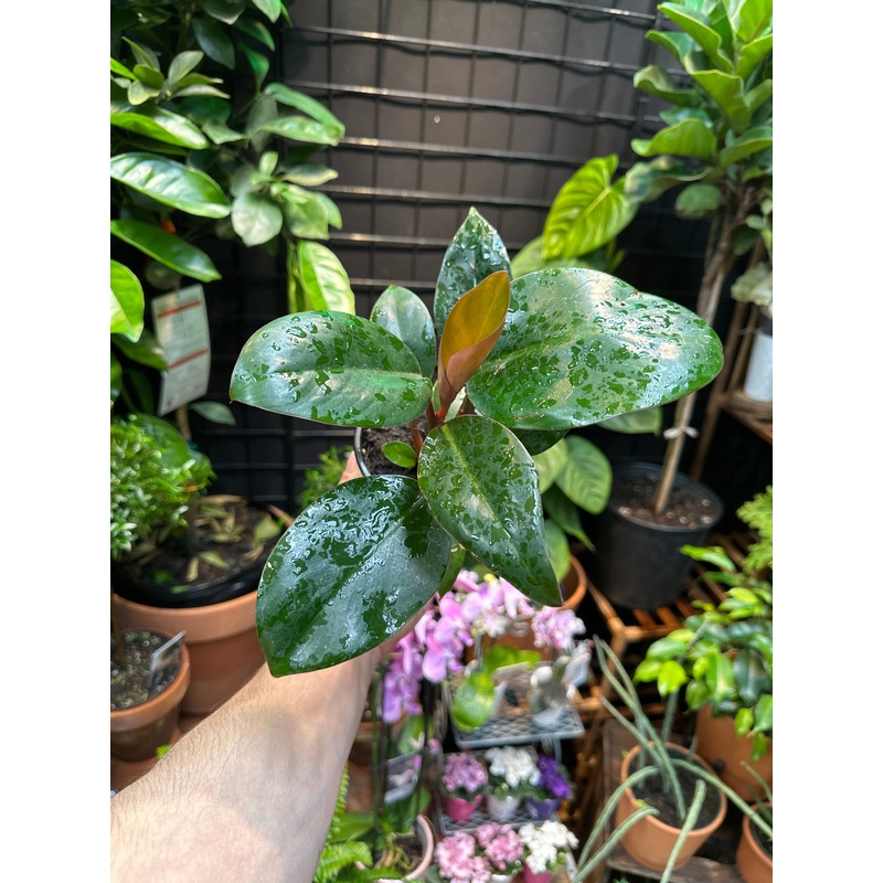 Philodendron ‘Congo Rojo’|4″ Pot|6″ Pot